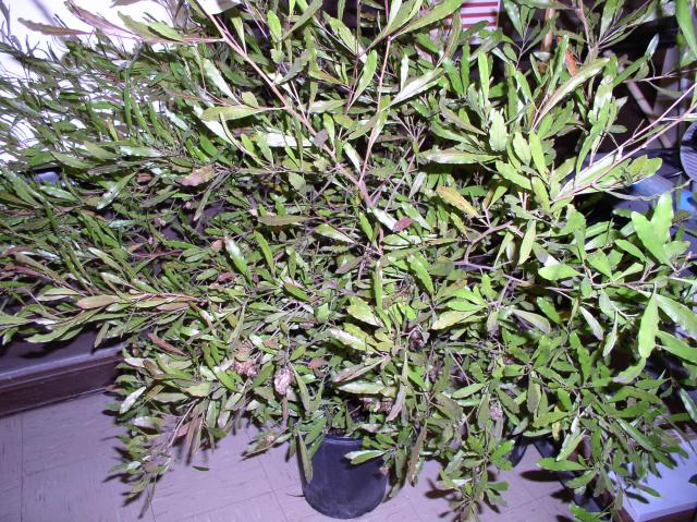 Dodonaea viscosa 'Purpurea'