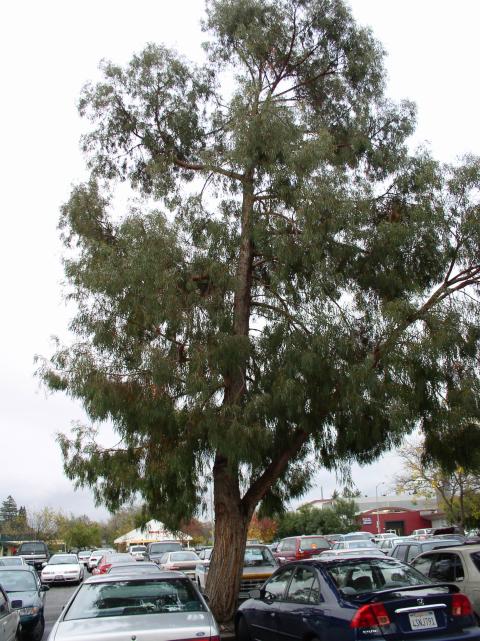 Eucalyptus nicholii