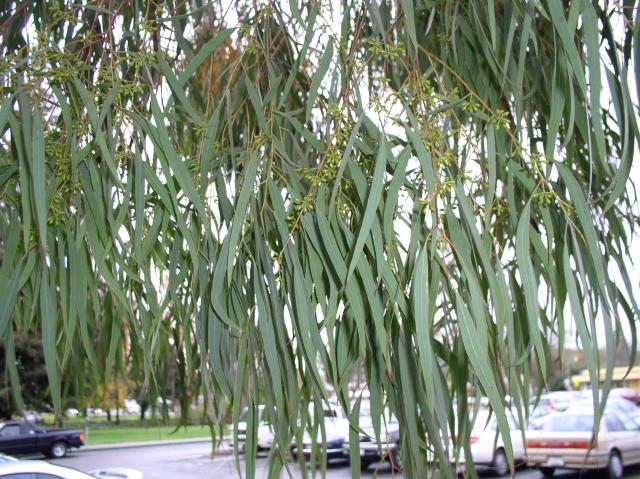 Eucalyptus nicholii