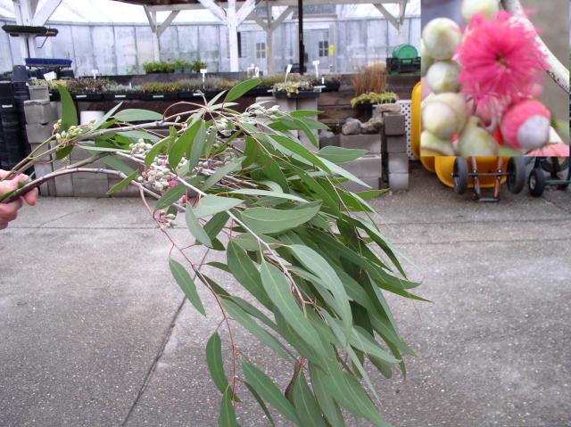 Eucalyptus sideroxylon