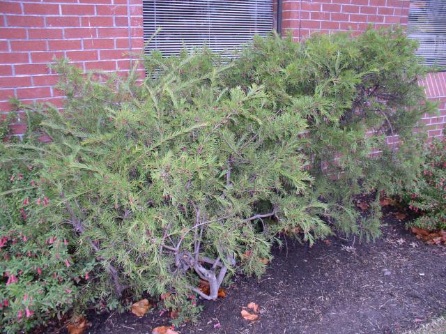 Grevillea 'Noell'