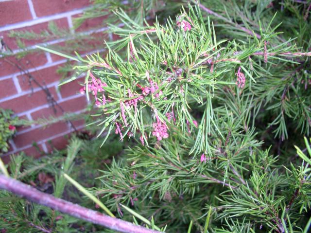 Grevillea 'Noell'