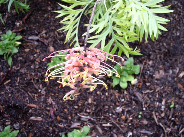 Grevillea 'Superb'