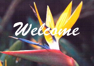 Strelitzia reginae