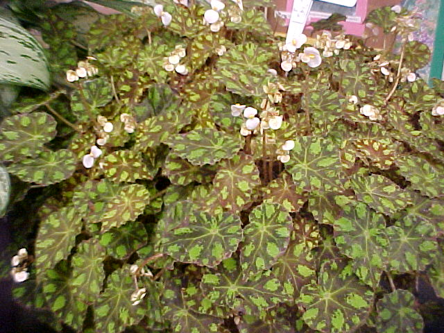Begonia bowerae