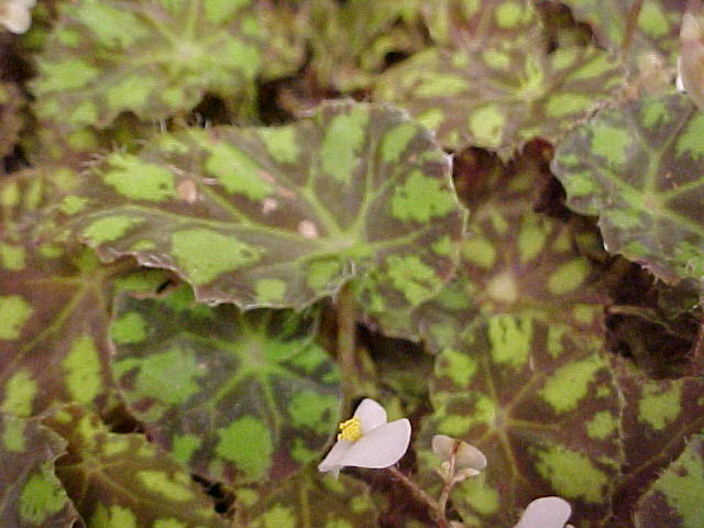 Begonia bowerae