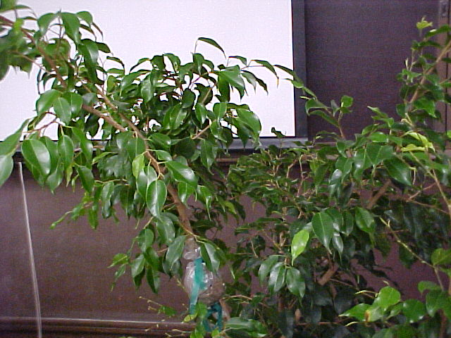 Ficus benjamina