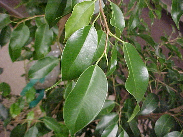 Ficus benjamina