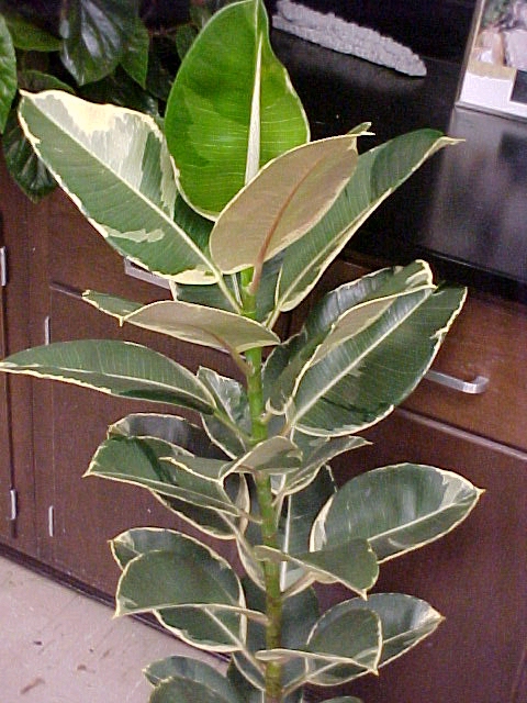 Ficus elastica 'Variegata'