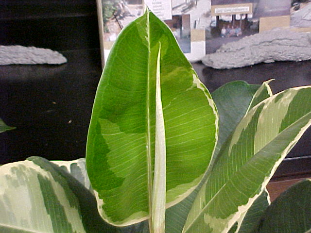 Ficus elastica 'Variegata'