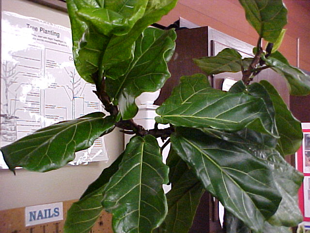 Ficus lyrata