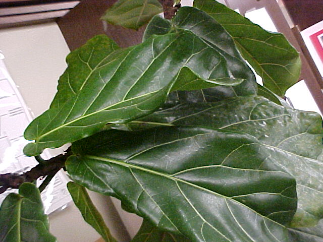 Ficus lyrata