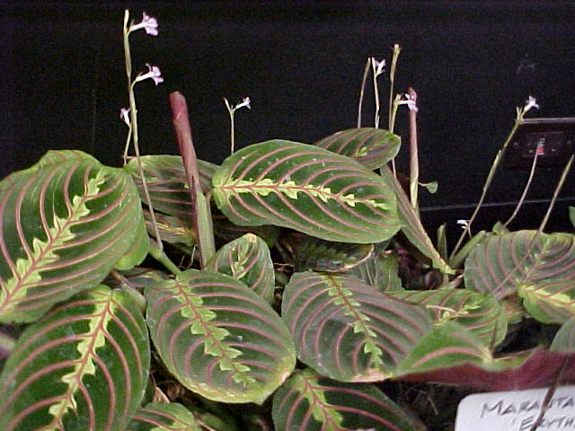 Maranta leuconeura 'Erythroneura'