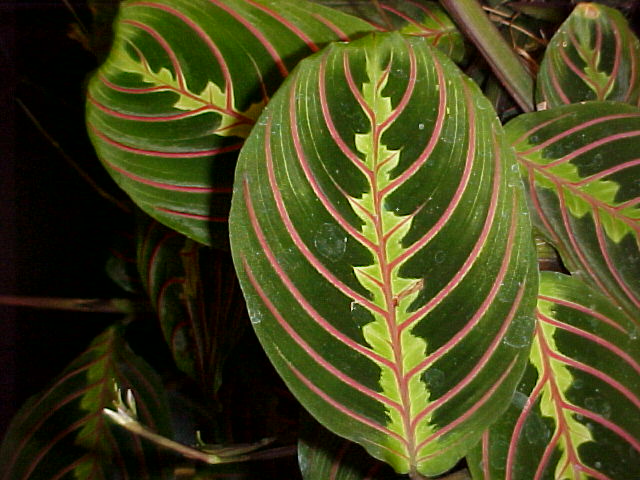 Maranta leuconeura 'Erythroneura'