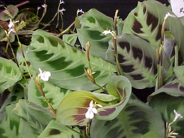 Maranta leuconeura 'Kerchoveana'