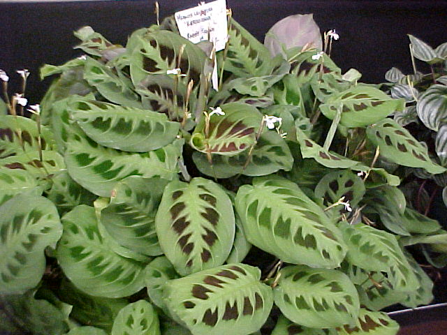 Maranta leuconeura 'Kerchoveana'