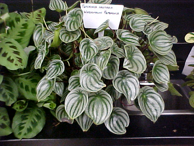 Peperomia argyreia