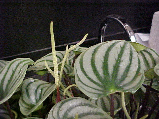 Peperomia argyreia