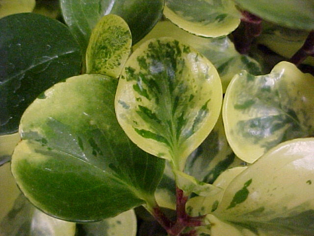 Peperomia obtusifolia 'Variegata'