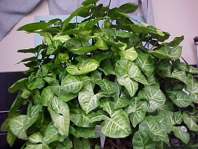 Syngonium podophyllum
