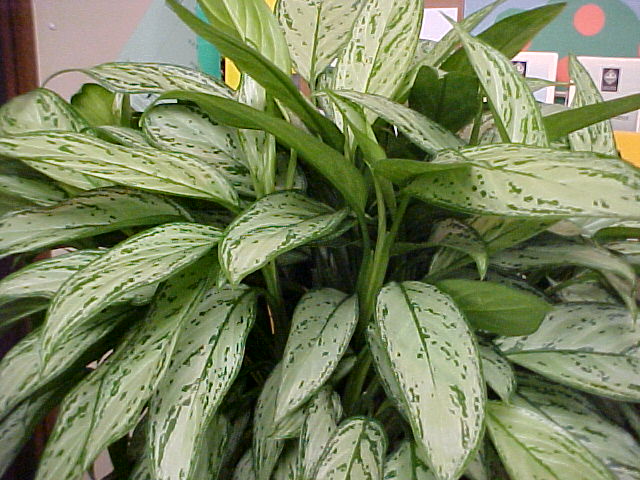 Aglaonema 'Silver Queen'
