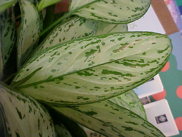 Aglaonema 'Silver Queen'