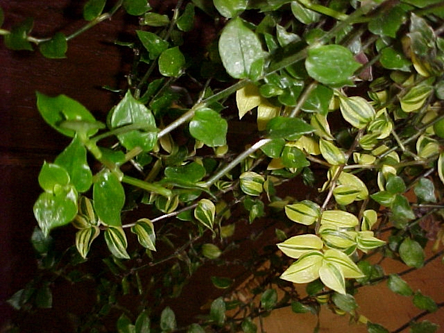 Tradescantia fluminensis
