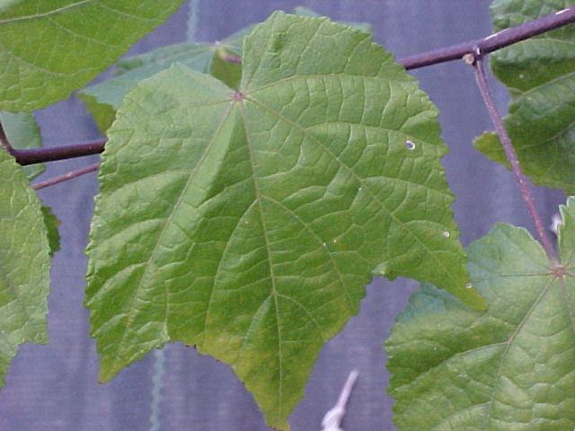 Abutilon x hybridum