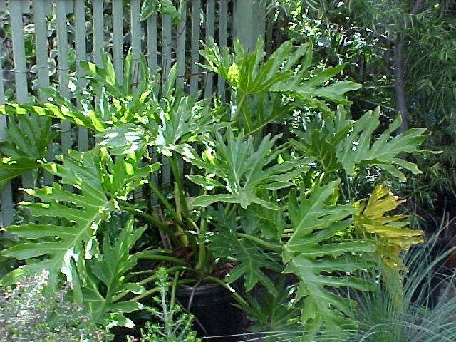 Philodendron selloum