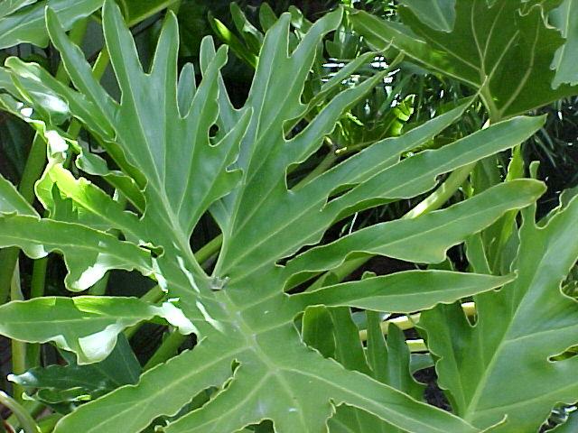 Philodendron selloum
