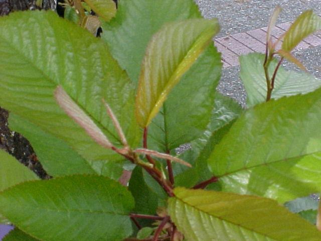Prunus serrulata