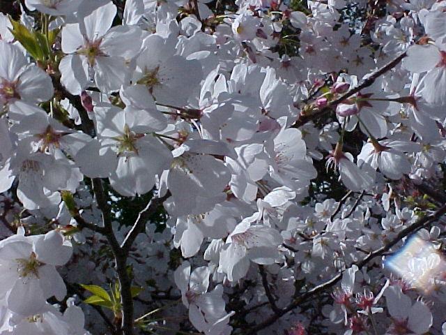 Prunus serrulata