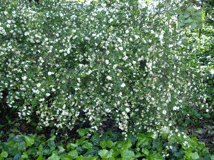 Spiraea x vanhouttei