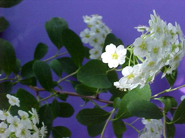 Spiraea x vanhouttei