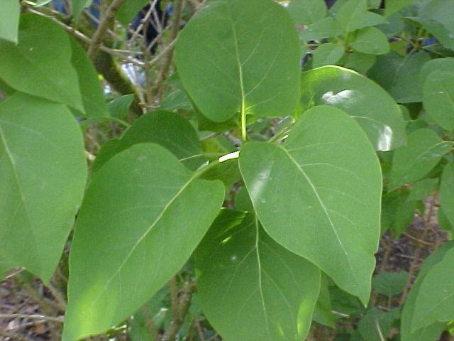Syringa vulgaris
