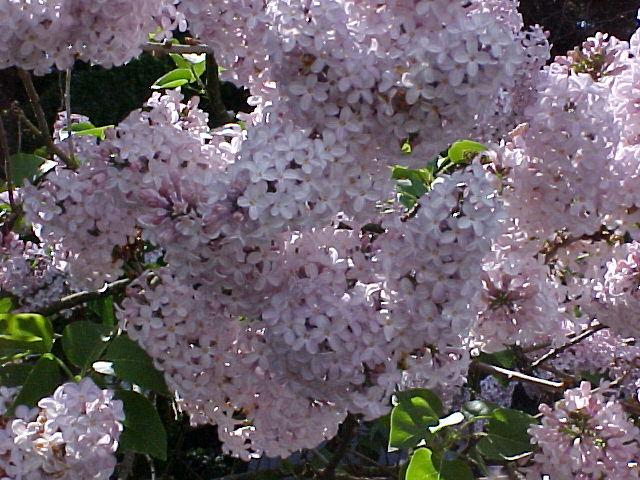 Syringa vulgaris