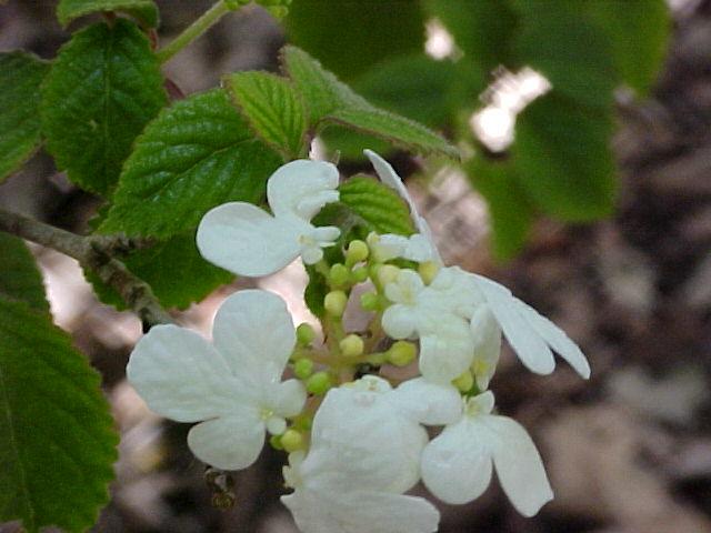 Viburnum plicatum tomentosum 'Summer Snowflake'