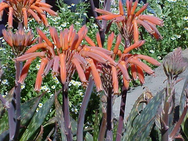 Aloe saponaria