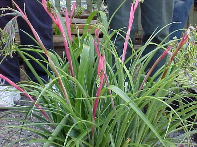 Billbergia nutans