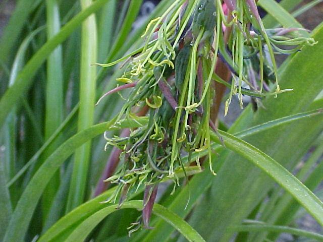 Billbergia nutans
