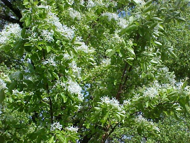 Chionanthus retusus