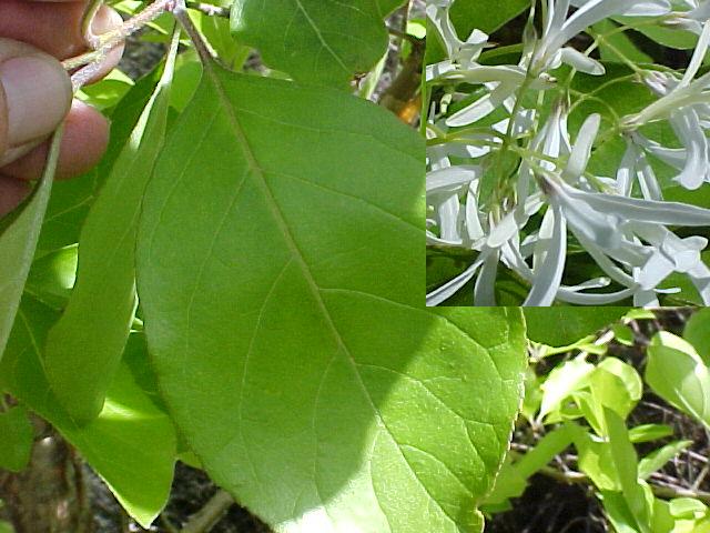 Chionanthus retusus