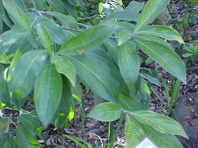 Cornus capitata