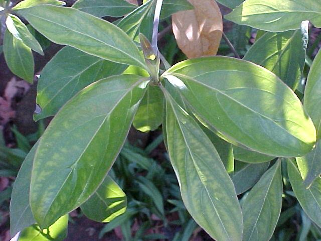 Cornus capitata