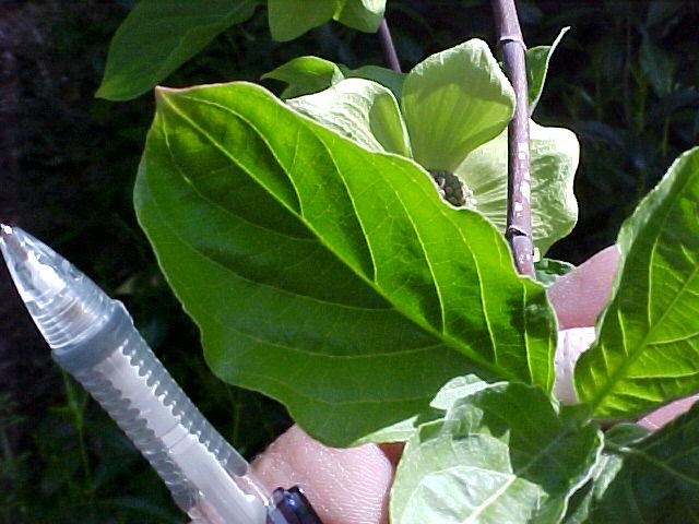 Cornus nuttallii