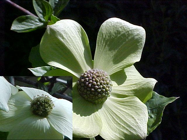 Cornus nuttallii