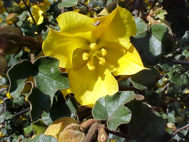 Fremontodendron 'California Glory'