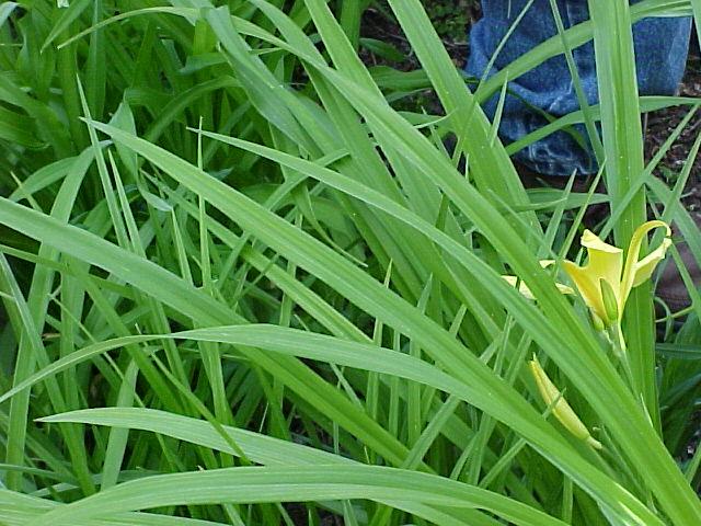 Hemerocallis spp.