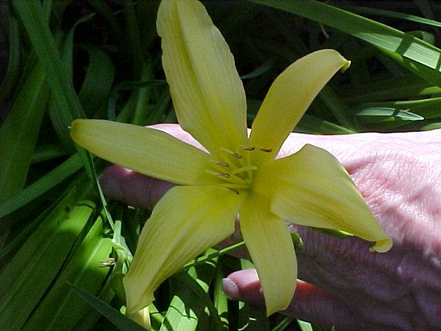 Hemerocallis spp.