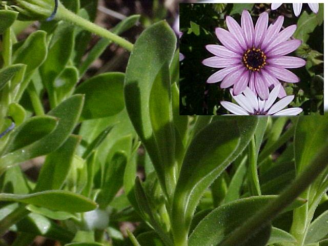 Osteospermum fruticosum